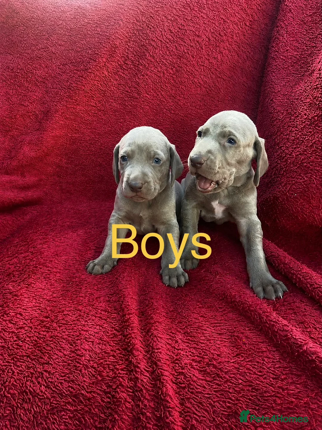 Weimaraner dogs for sale: KC Registered Weimaraner puppies for sale - Advert 2