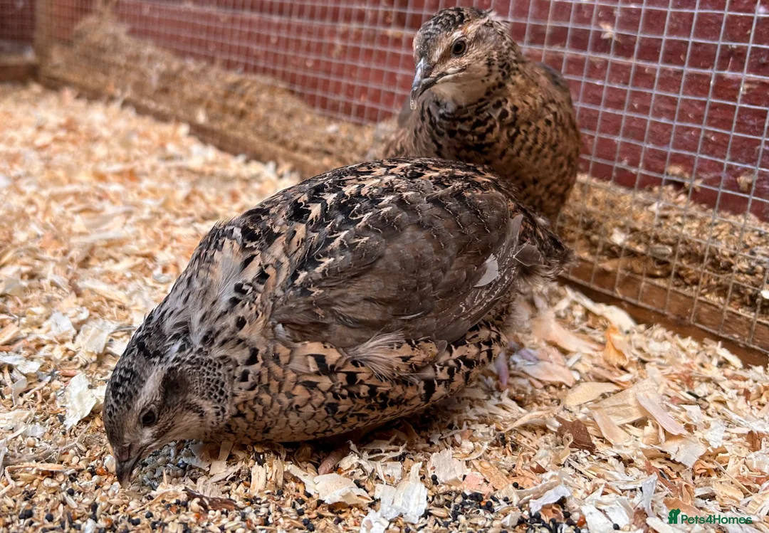 Quail poultry for sale: Male Japanese / Coturnix Quail - Advert 2