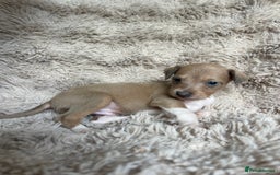 Mixed Breed dogs for sale: 3/4 Italian greyhound puppies  - Image 30