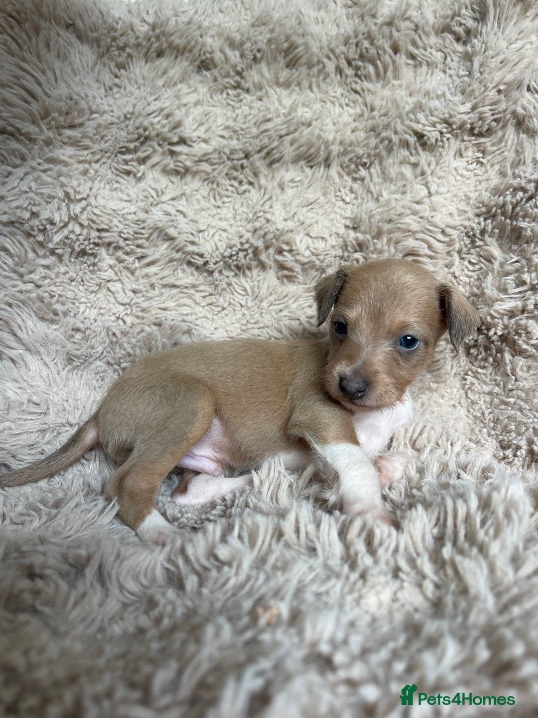 Mixed Breed dogs for sale: 3/4 Italian greyhound puppies  - Image 30