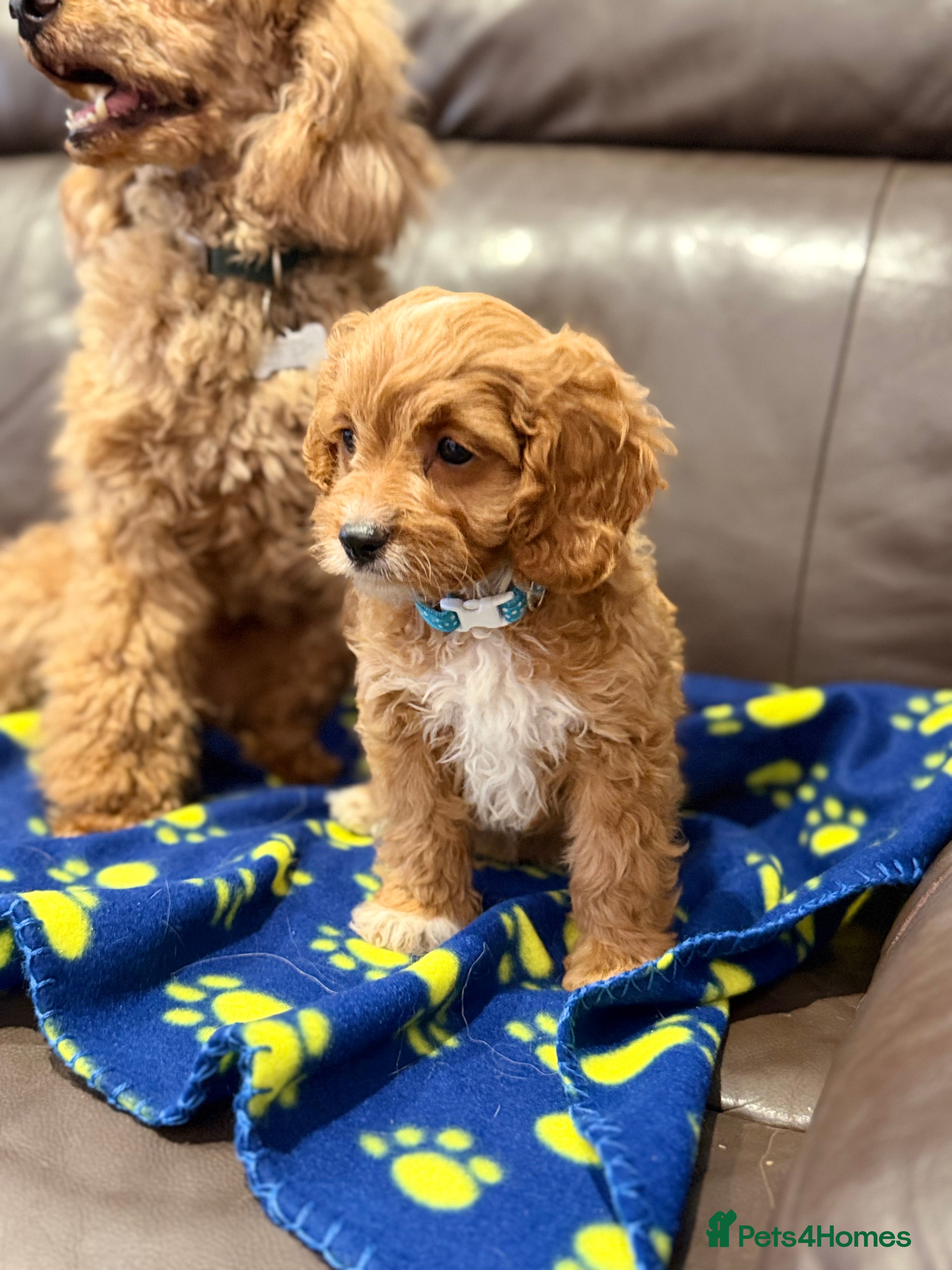 Cavapoo dogs Exceptional F1 Toy Cavapoos-Health Tested Parents - Advert 2