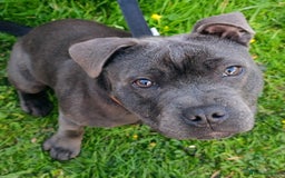Staffordshire Bull Terrier dogs for stud: 🥇 KC Stafford Stud – Elite Line, Loving Nature - Image 13