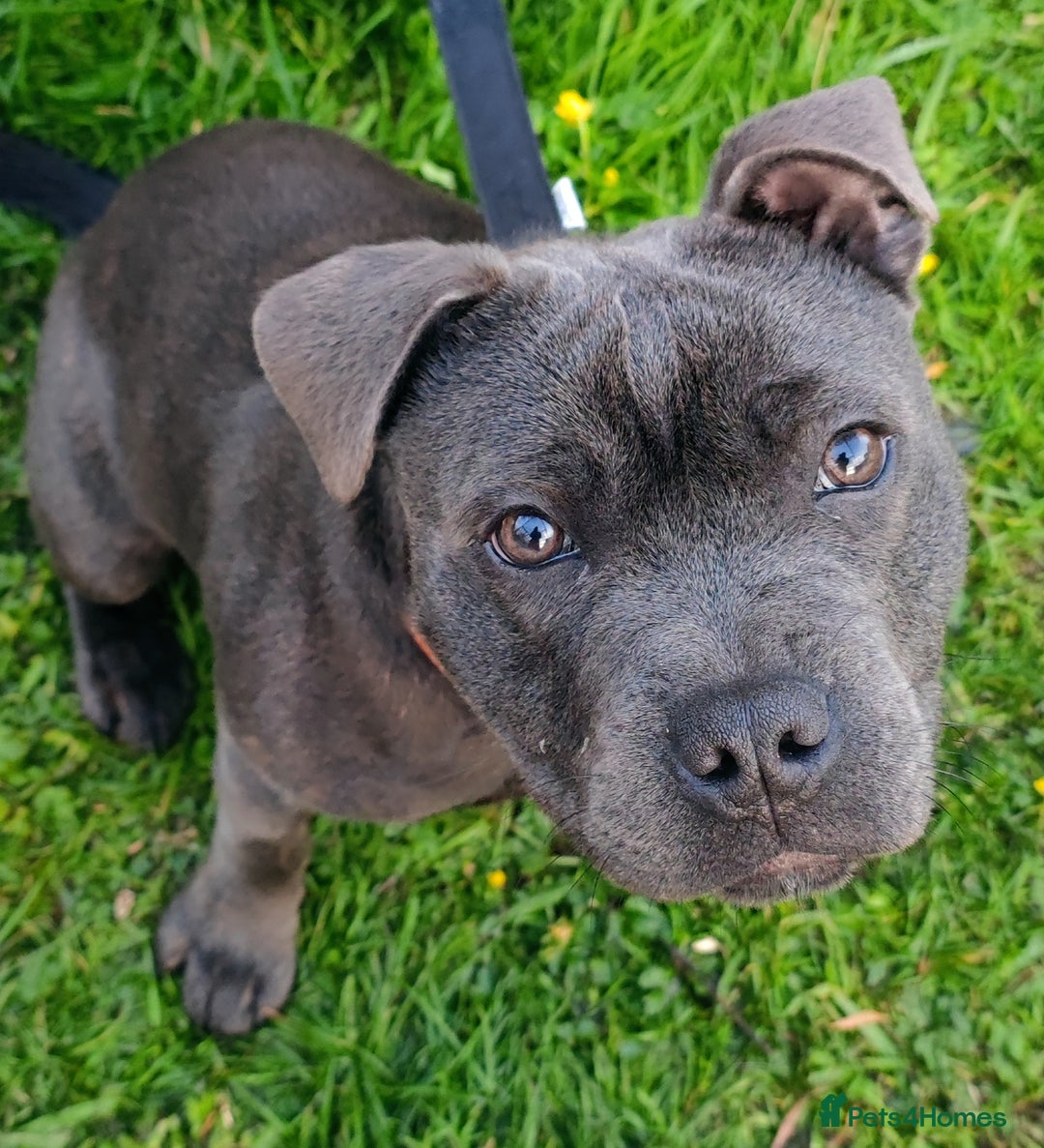 Staffordshire Bull Terrier dogs for stud: 🥇 KC Stafford Stud – Elite Line, Loving Nature - Image 13