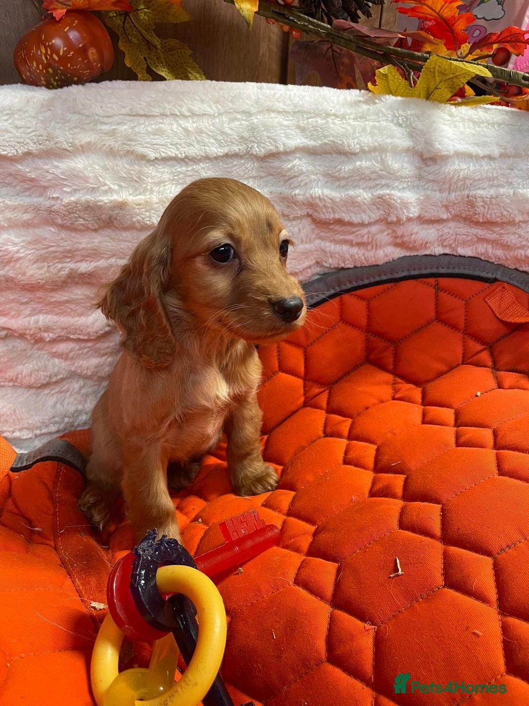 Cocker Spaniel dogs for sale: Stunning red cocker spaniel pups - Image 1