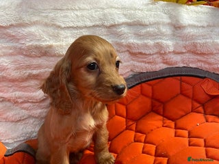 Cocker Spaniel dogs - Advert 8