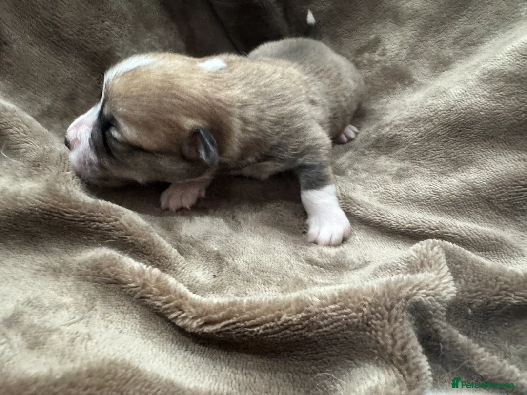 Welsh Corgi Pembroke dogs for sale: 2 girls/1 boy available! Kc Pembroke corgi puppies - Advert 14