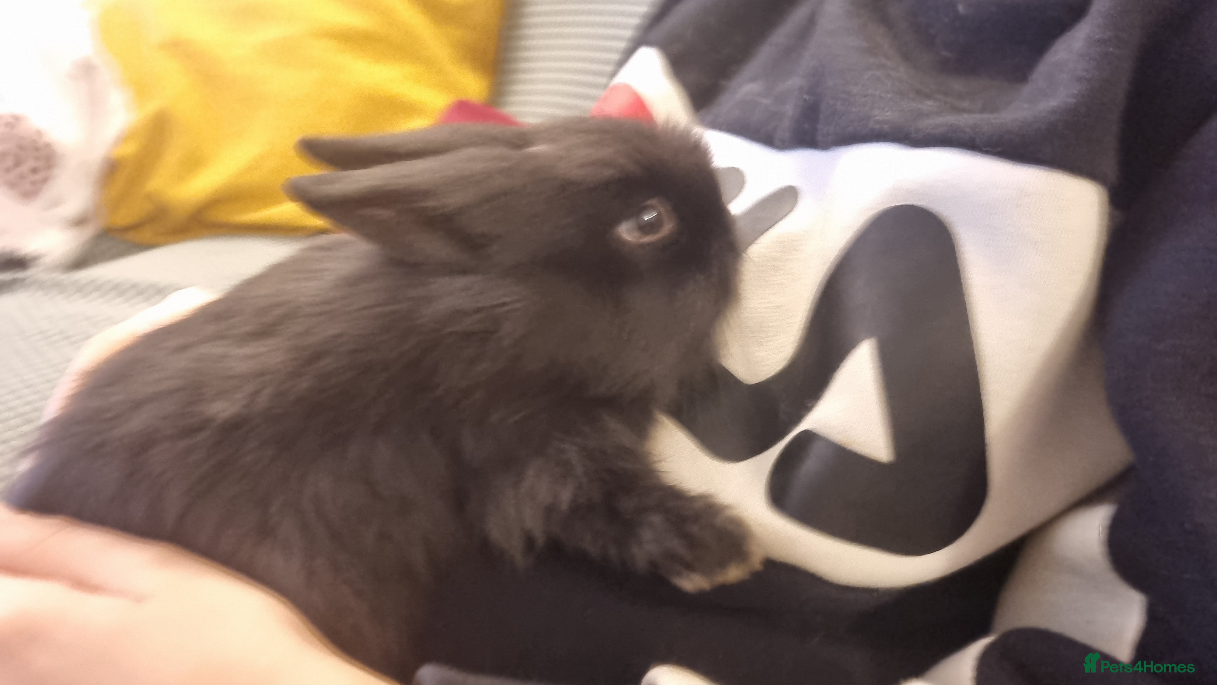 Lionhead rabbits Lionhead bunnies, only 1 boy still available  - Advert 8