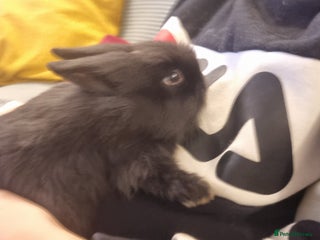 Lionhead rabbits Lionhead bunnies, only 1 boy still available - Advert 2
