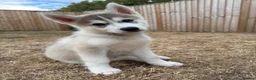 Siberian Husky dogs for sale: Male grey/white Husky puppy for sale - Advert 11
