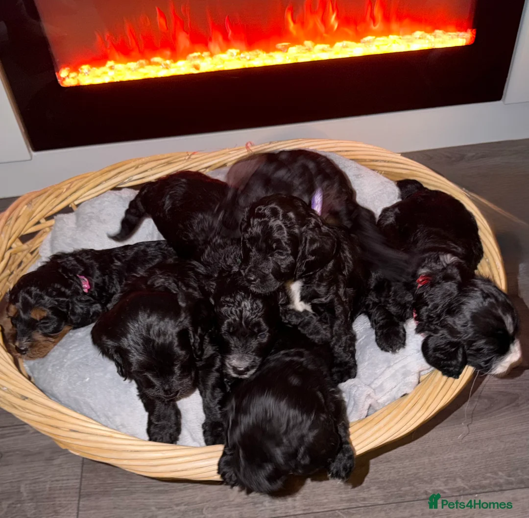 Sproodle dogs for sale: Beautiful sproodle puppies  - Advert 8