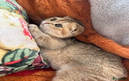 Scottish Fold cats for sale: Gold Chinchilla Scottish fold baby’s  - Image 33