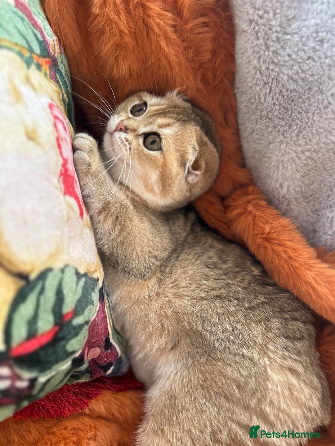 Scottish Fold cats for sale: Gold Chinchilla Scottish fold baby’s  - Image 33