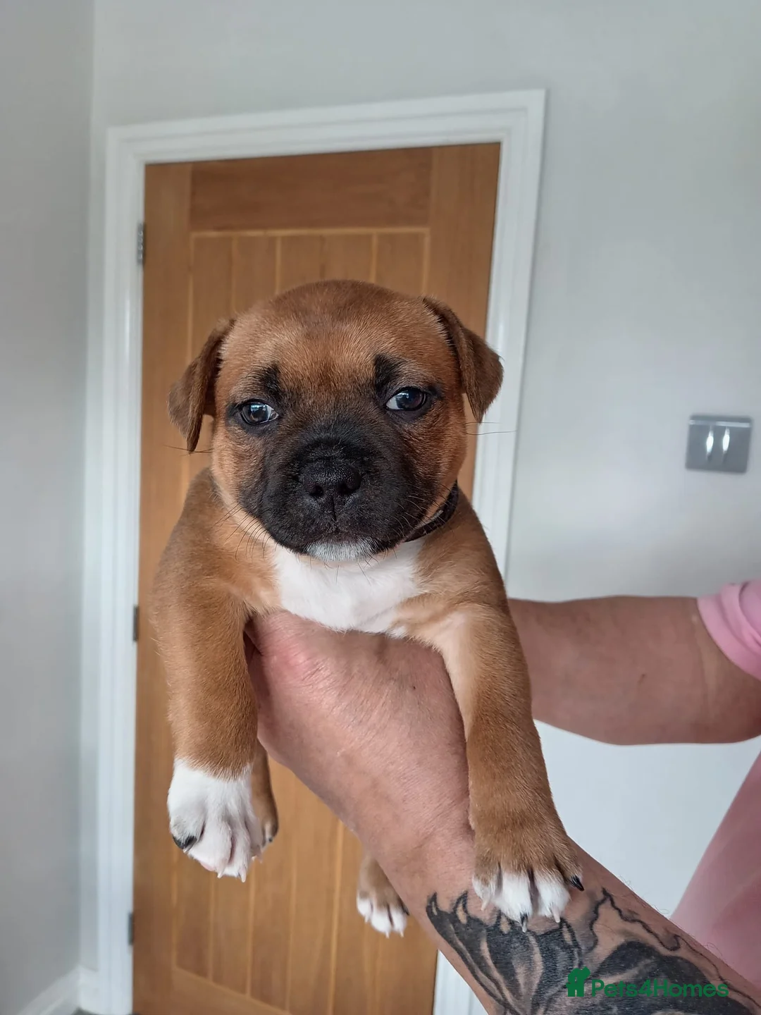 Staffordshire Bull Terrier dogs for sale: Staffordshire bull terrier  - Advert 1