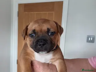 Staffordshire Bull Terrier dogs Staffordshire bull terrier - Advert 1