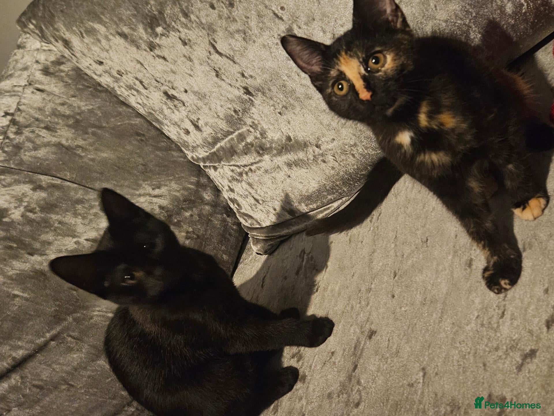 Domestic Shorthair cats Two girls needing a home - Advert 2