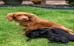 Cocker Spaniel dogs for sale: KC Reg. Cocker Spaniel - Image 3