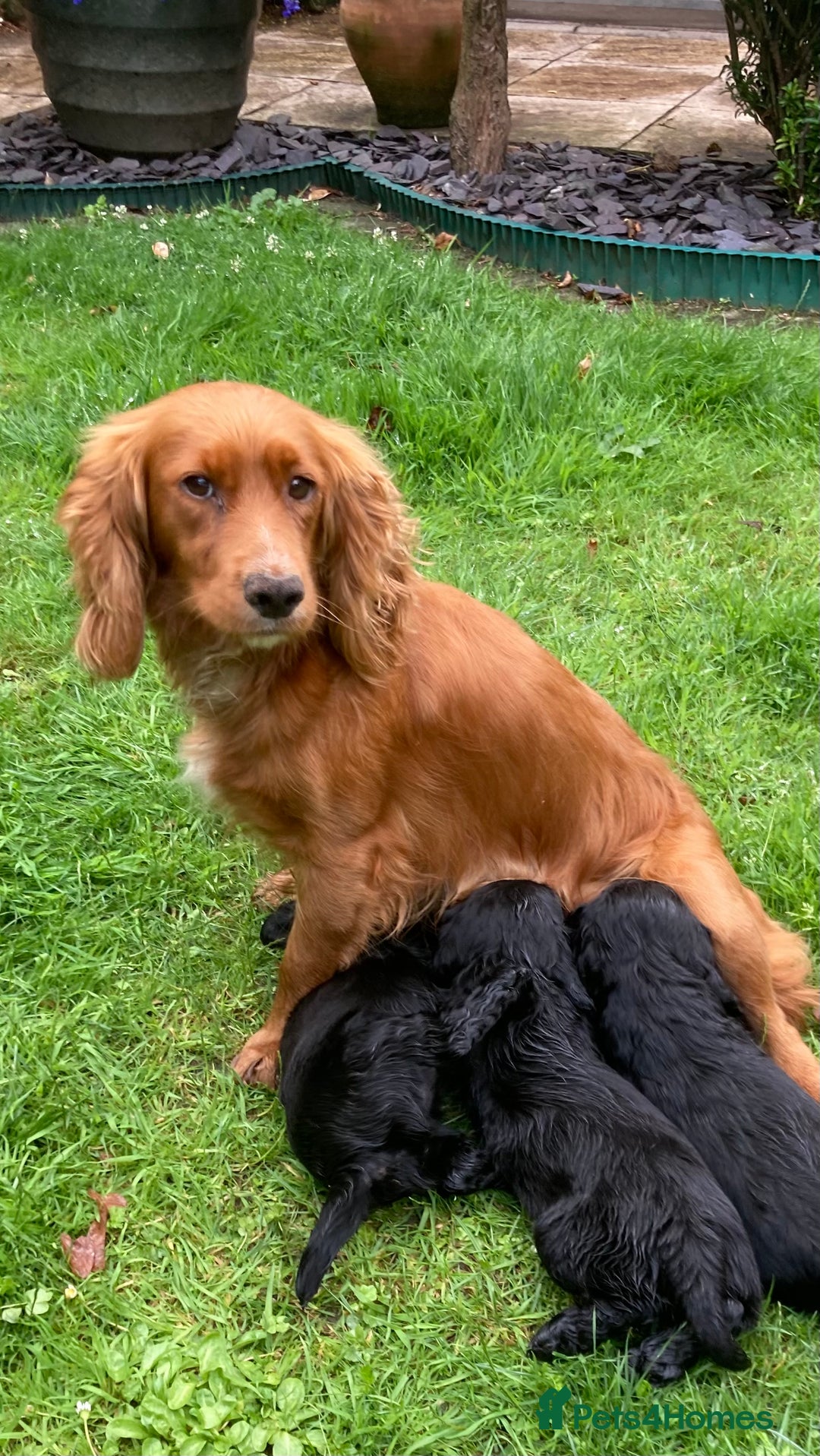 Cocker Spaniel dogs for sale: KC Reg. Cocker Spaniel - Image 3