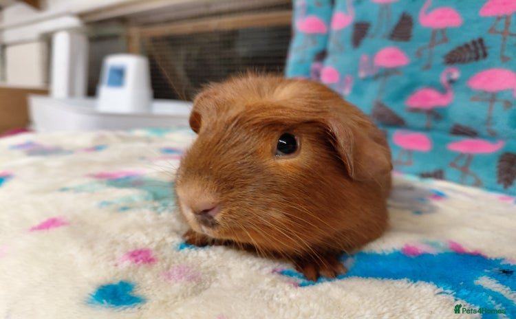 Guinea Pig rodents - Advert 8
