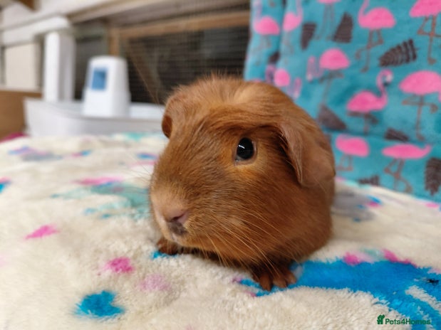 Guinea Pig rodents - Advert 8