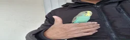 Budgerigars birds for sale: Super hand tamed baby budgies  - Advert 3
