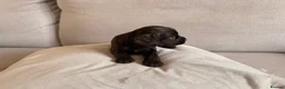 Mixed Breed dogs for sale: Beautiful Cocker Sproodle Puppies  in Weston-super-Mare - Advert 22