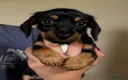 Mixed Breed dogs for sale: Norfolk Sausages Mini Dachshund x Norfolk terrier  - Image 28