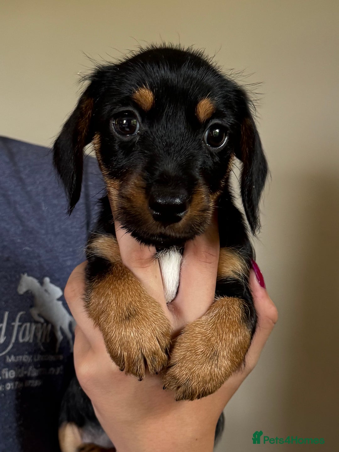 Mixed Breed dogs for sale: Norfolk Sausages Mini Dachshund x Norfolk terrier  - Image 28