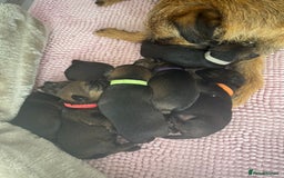 Border Terrier dogs for sale: Border Terrier Puppies (ready 22 Oct 2025) - Image 7