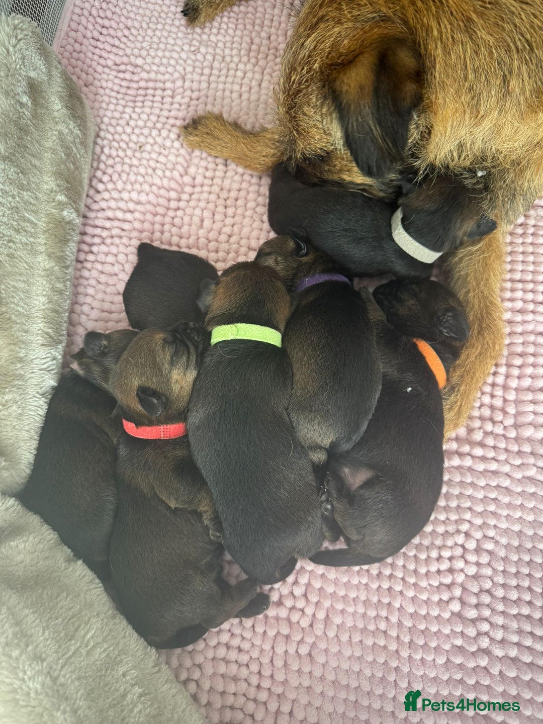 Border Terrier dogs for sale: Border Terrier Puppies (ready 22 Oct 2025) - Image 7