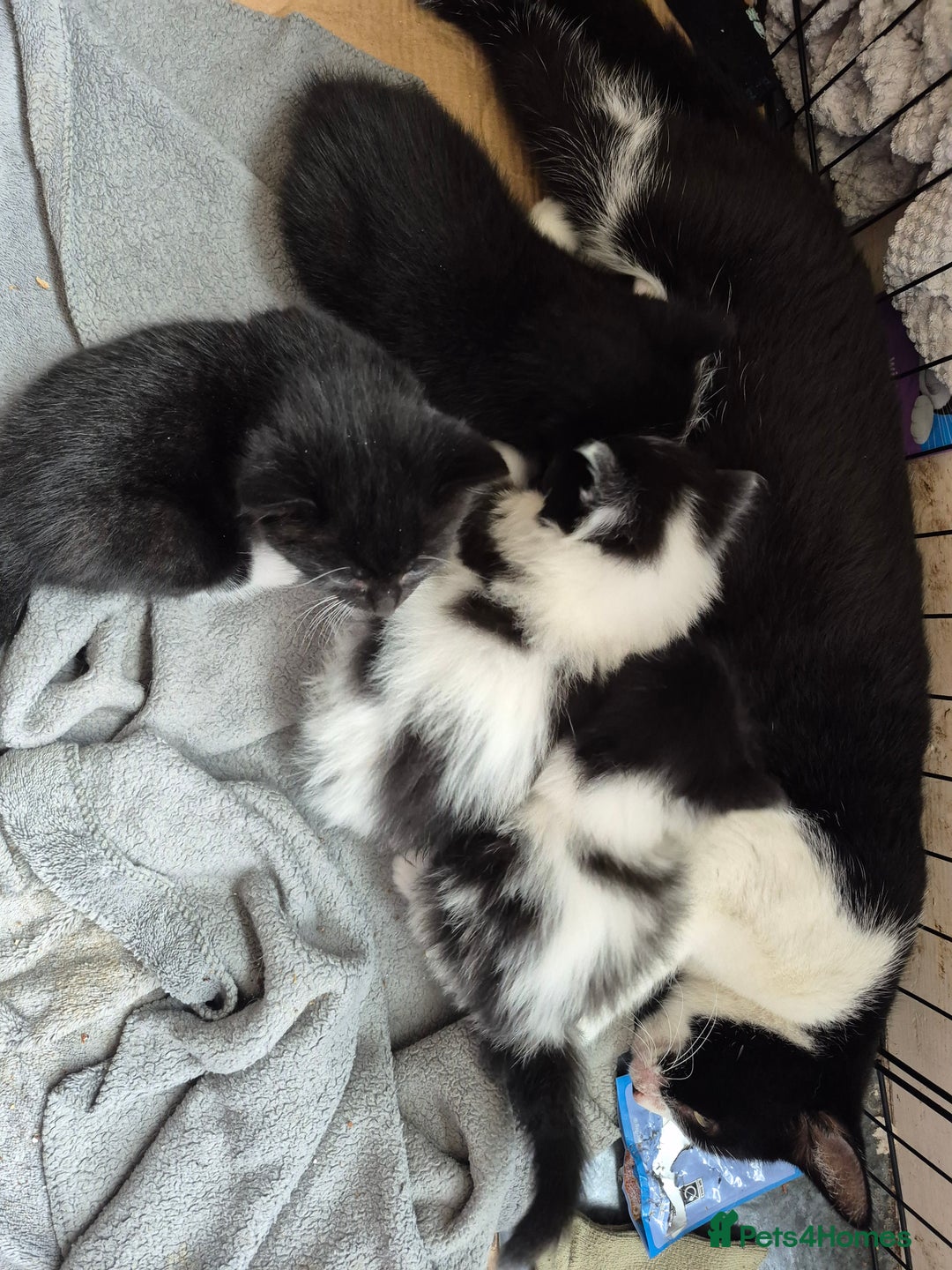 British Shorthair cats for sale: Kittens ready now - Image 5