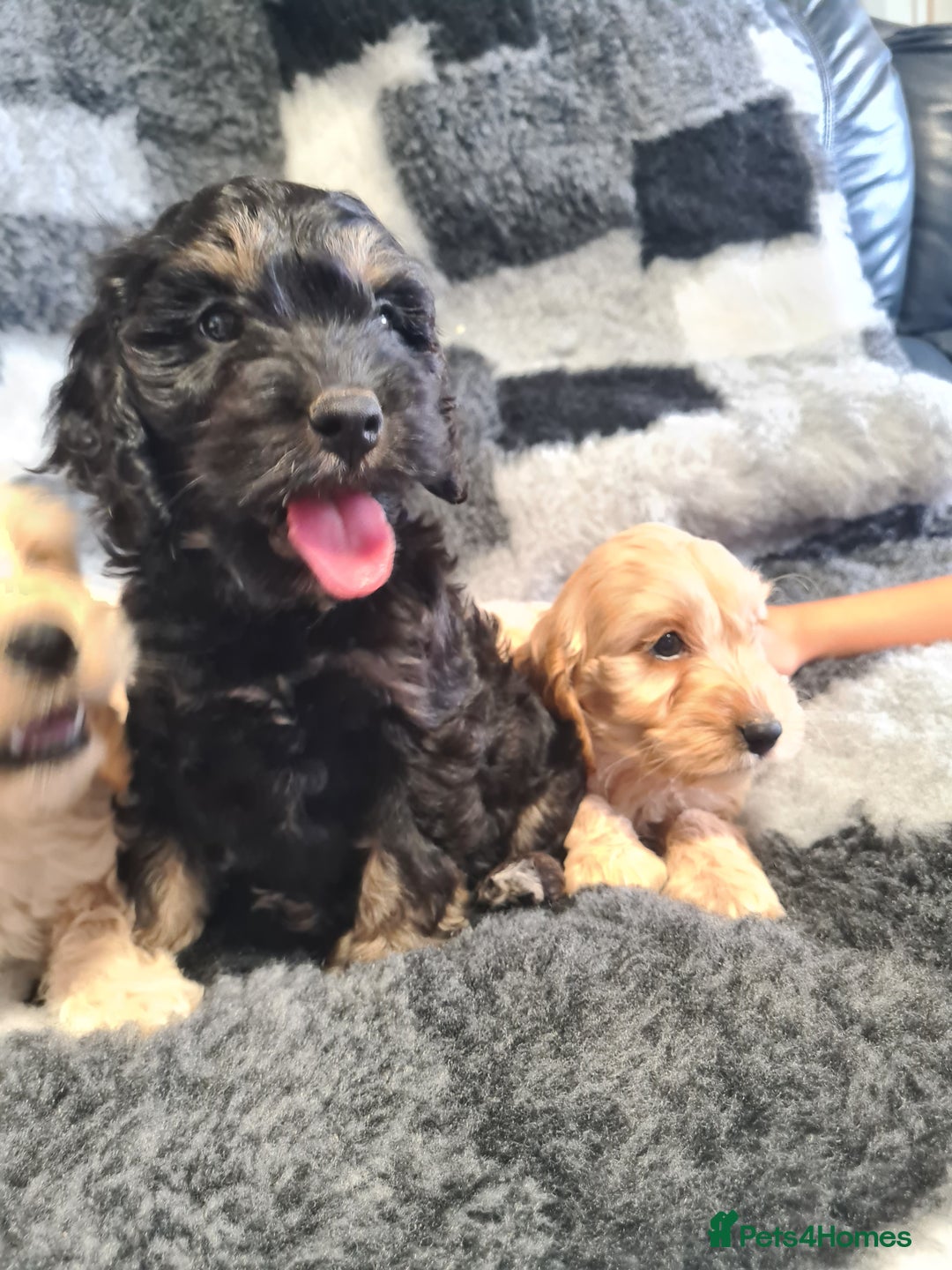 Cockapoo dogs for sale: Beautiful F1 Cockapoos- Ready Now  - Image 10