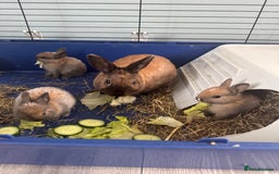 Rex rabbits for sale: Gorgeous bunnies, all males  - Image 4
