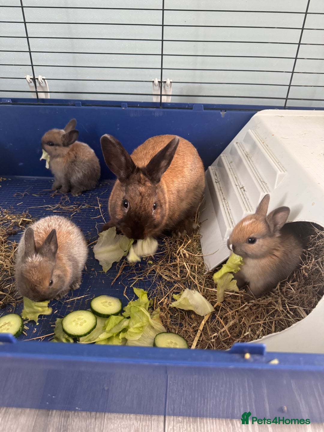 Rex rabbits for sale: Gorgeous bunnies, all males  - Image 4