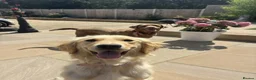 Golden Retriever dogs for sale: Beautiful Golden Retriever Puppies - Advert 25