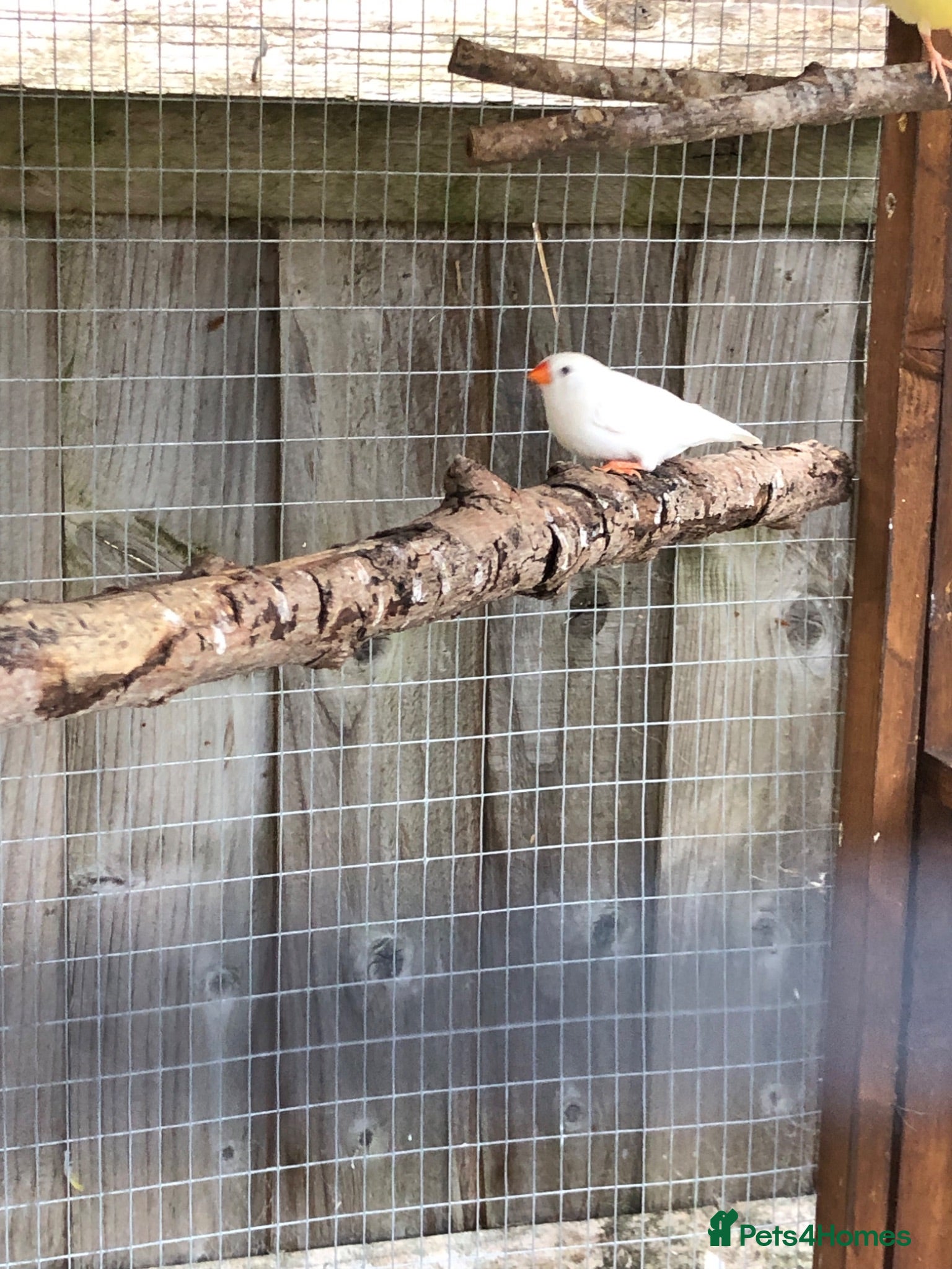Finches birds Young zebra finches for sale - Advert 19