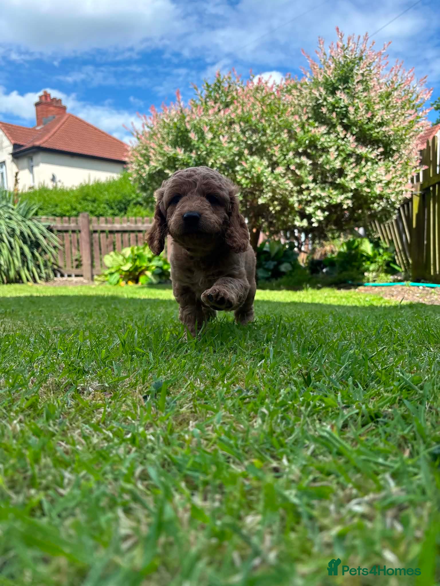 Cockapoo dogs for sale: Cockapoo - Advert 4