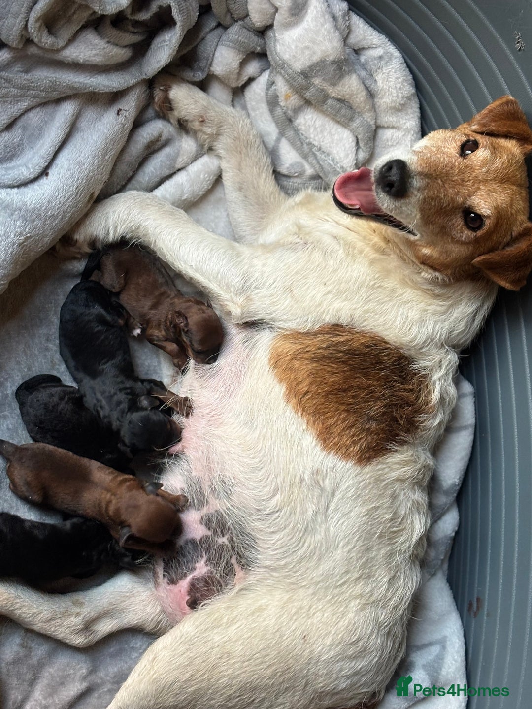 Mixed Breed dogs for sale: Foxipoo puppy’s  - Image 4