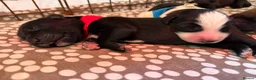 Mixed Breed dogs for sale: Tibetan Saints Puppies - Second Generation  in Bedford - Advert 3