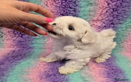 Maltese dogs for sale: FULL KOREAN KC REGISTERED MALTESE PUPIES - Image 6
