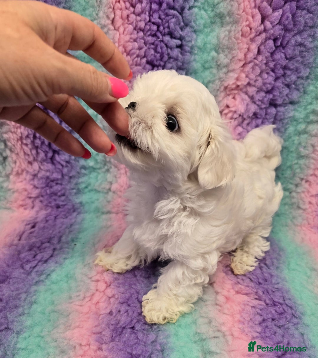 Maltese dogs for sale: FULL KOREAN KC REGISTERED MALTESE PUPIES - Image 6
