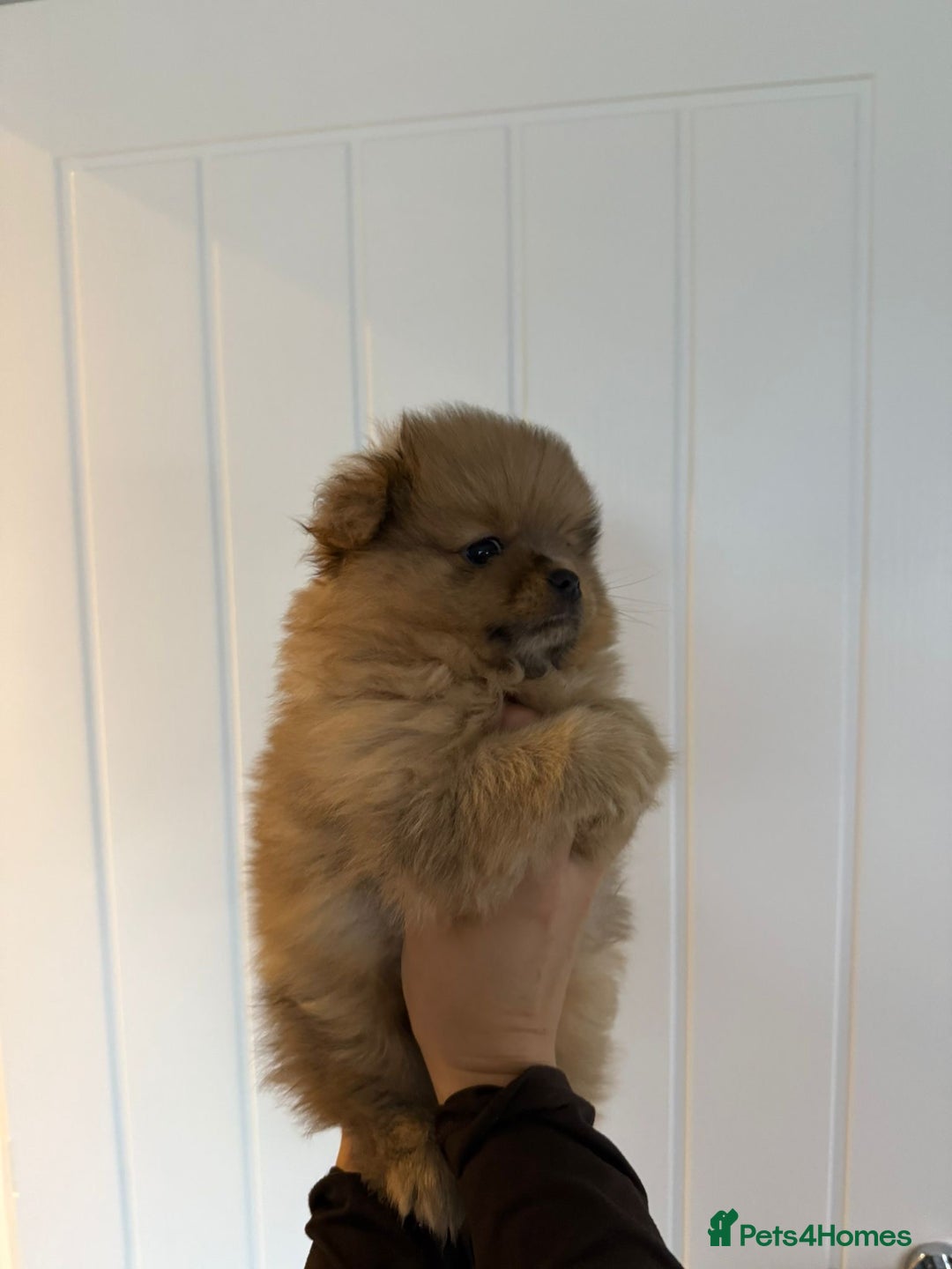 Pomeranian dogs for sale: Female Pom Puppy - Image 8
