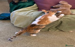 Mixed Breed cats for adoption: PUDDING- FUN GIRL THAT LIVES ENTERTAINING HER MUM - Advert 5