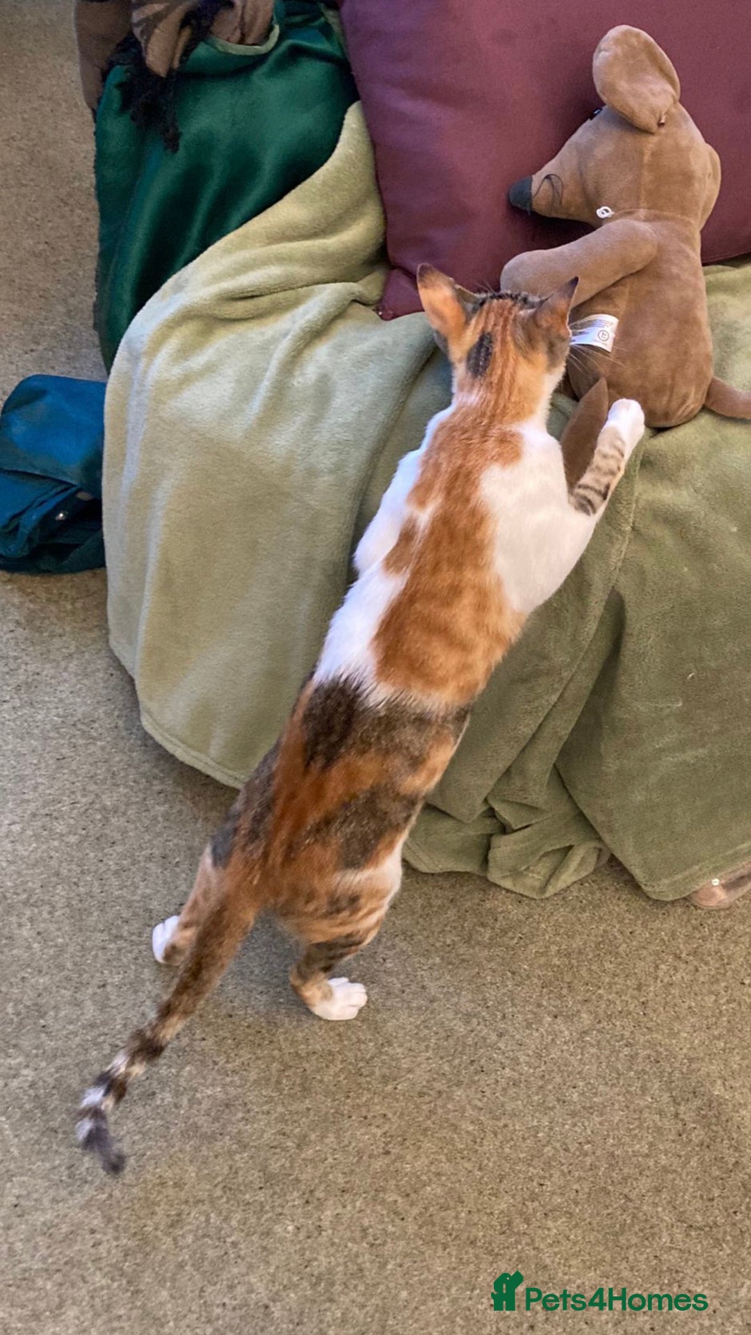 Mixed Breed cats for adoption: PUDDING- FUN GIRL THAT LIVES ENTERTAINING HER MUM - Advert 5