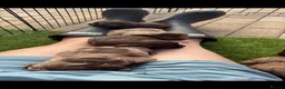 Cockapoo dogs for sale: 🐾 Beautiful Cockapoo Puppies 🐾 - Advert 9