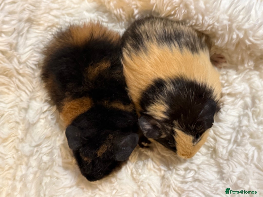 Guinea Pig rodents for sale: Baby Guinea pigs  - Advert 13