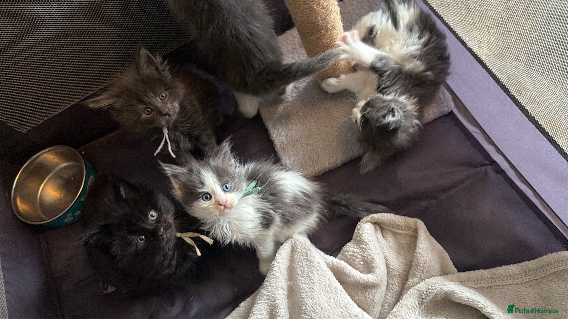 Maine Coon cats Pedigree maincoon kitten boys  - Advert 12