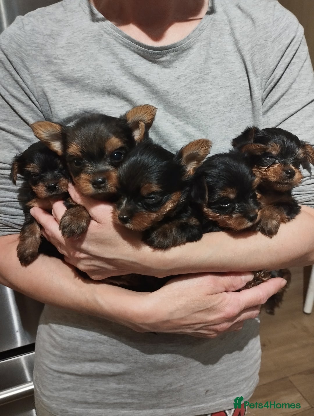 Yorkshire Terrier dogs for sale: 💝💝Beautiful miniature babies 💝💝 - Image 26