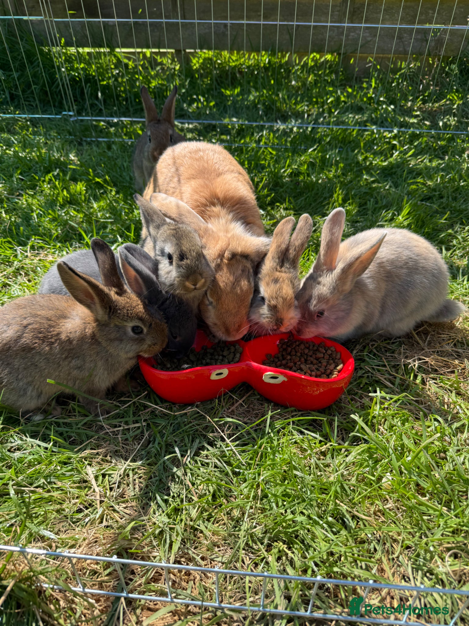 Mixed Breed rabbits 7 baby rabbis for sale  - Advert 1