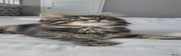 Maine Coon cats for sale: 5 Gorgeous Kittens Maine Coon Tabby Mix - Advert 10