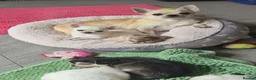 Chihuahua dogs for sale: KC registered chihuahua puppies  - Advert 2